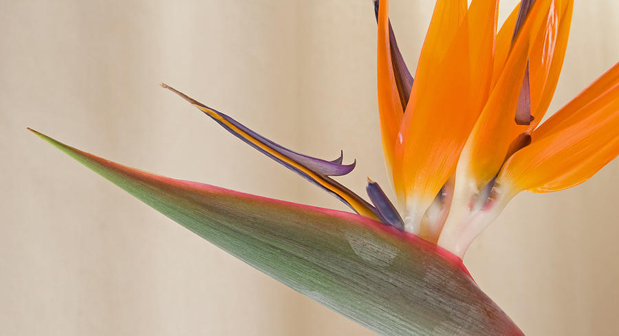 Nature Photograph - Strelitzia In Bloom, California, Usa by Panoramic Images