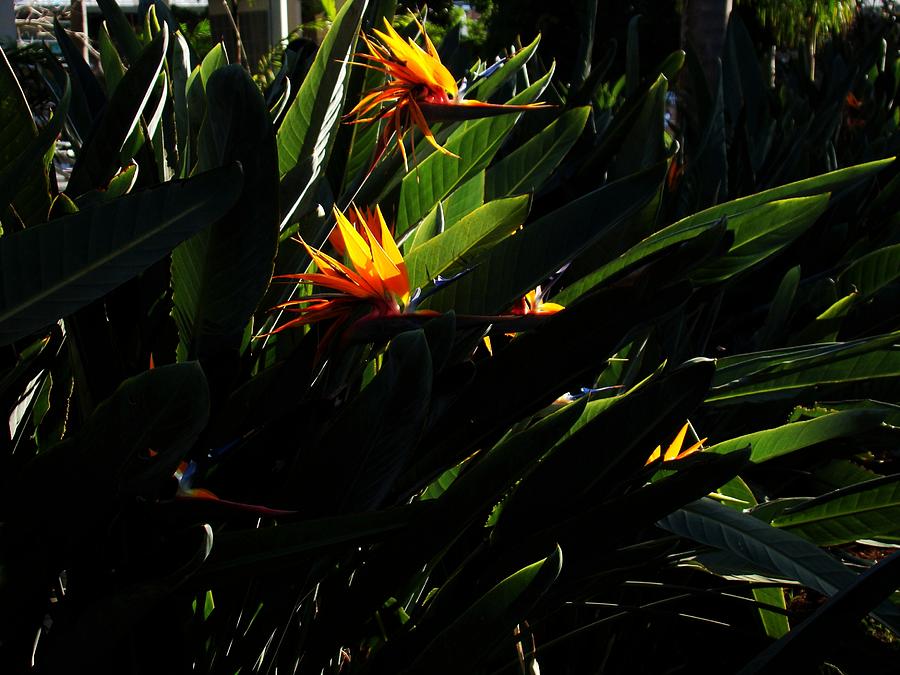 Strelitzia the Crane Flower Photograph by Zinvolle Art
