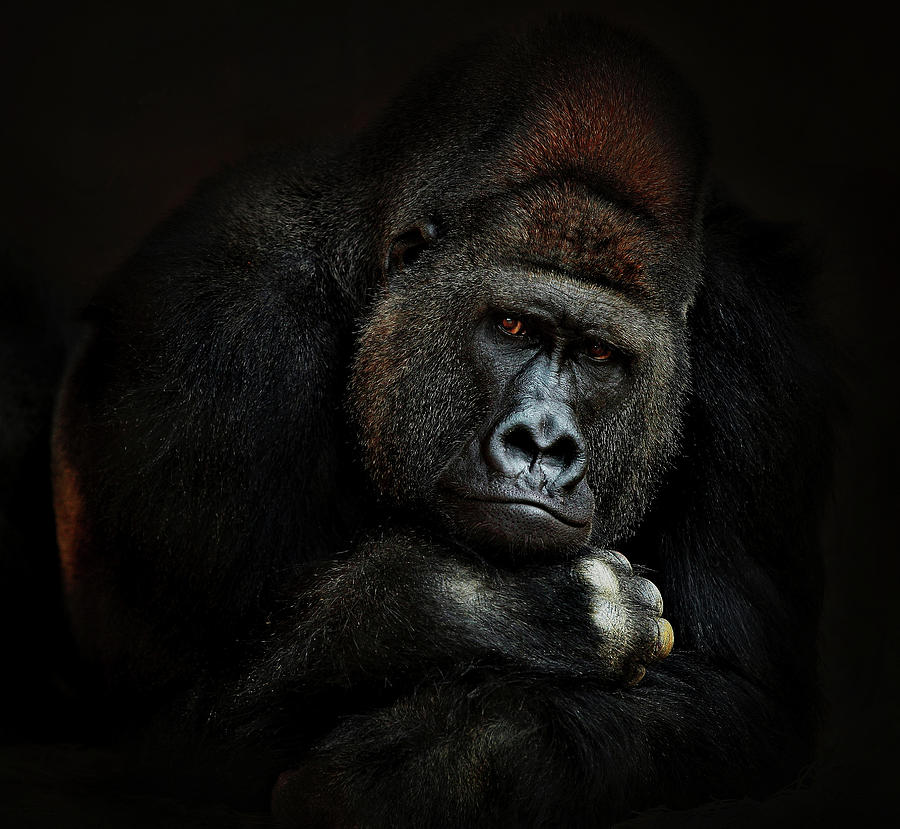 Gorilla Photograph - Strength In Serenity by Antje Wenner-braun