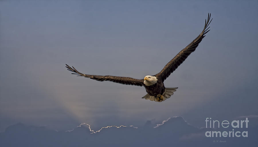 Eagle Photograph - Strength Of An Eagle by Deborah Benoit