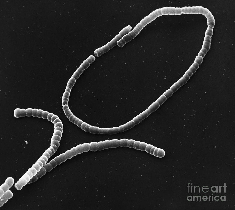 Gram Positive Bacterium Photograph - Streptococci, Sem by David M. Phillips