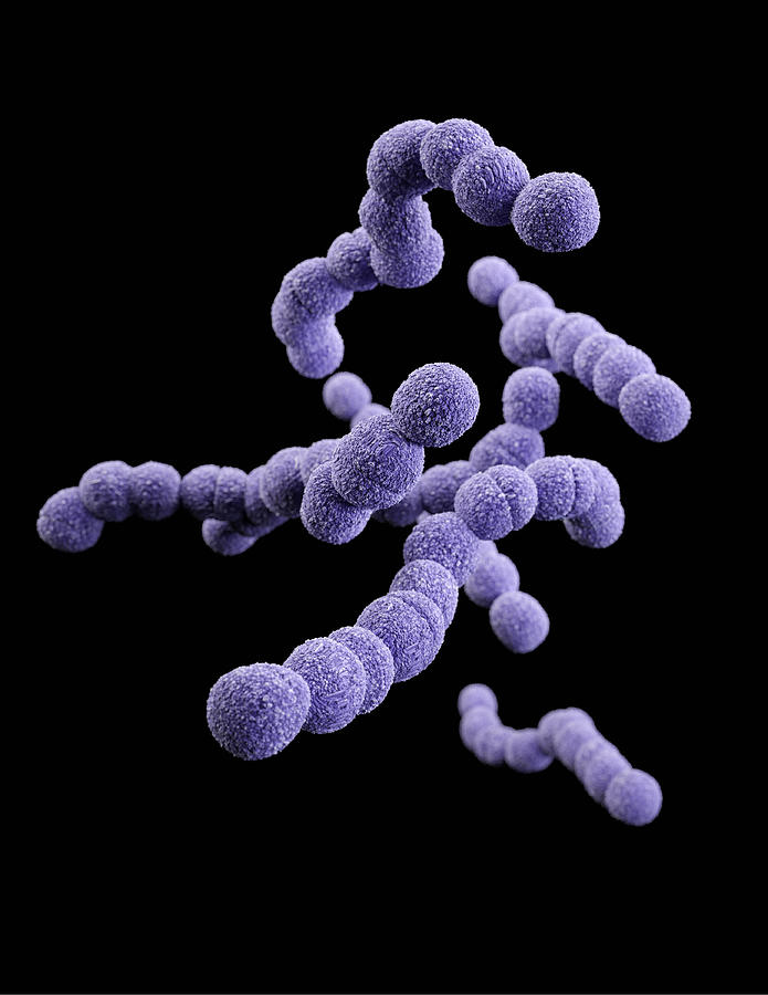 Streptococcus Agalactiae - DrBeckmann