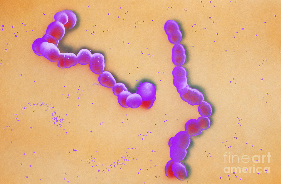 Streptococcus Bacteria Photograph by David M. Phillips
