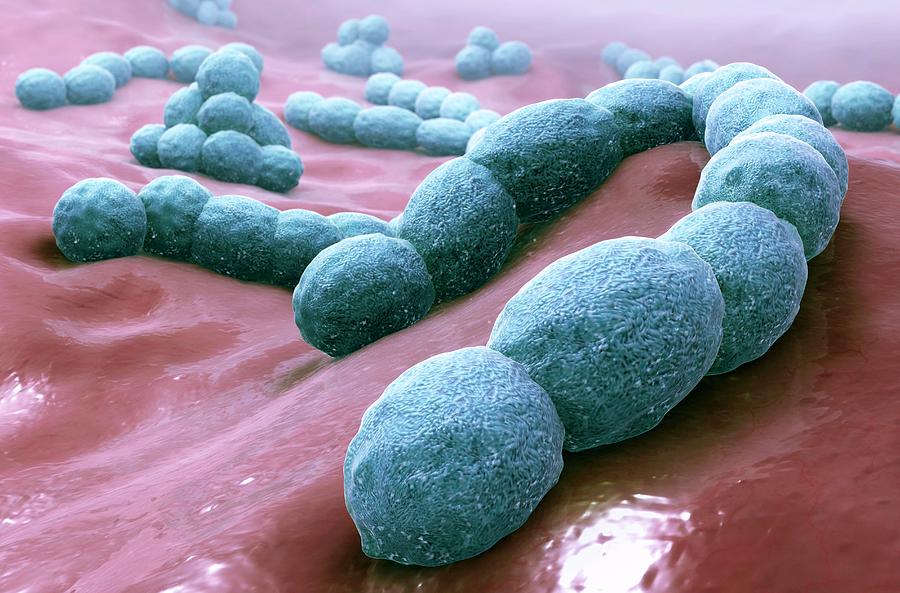 https://images.fineartamerica.com/images-medium-large-5/streptococcus-bacteria-scientificanimationscom--science-photo-library.jpg