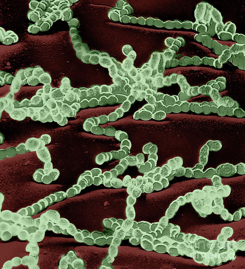 Streptococcus Bacteria, Sem Photograph by David M. Phillips