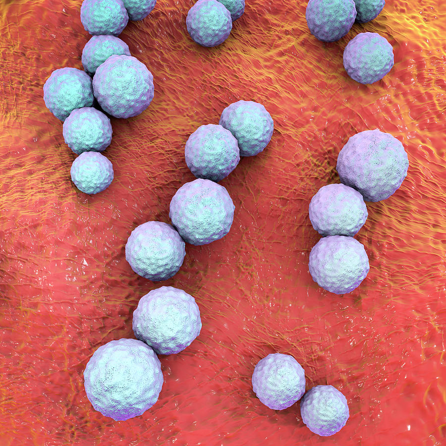 Streptococcus Mutans Bacteria Photograph By Kateryna Kon Science Photo 