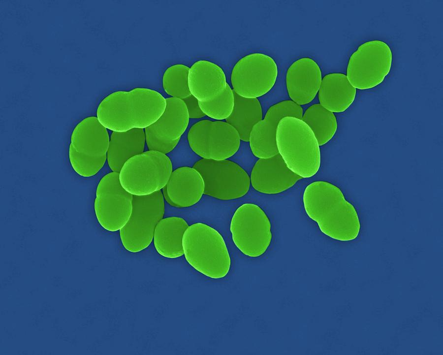 Streptococcus Pneumoniae Coccus Prokaryote Photograph By Dennis Kunkel