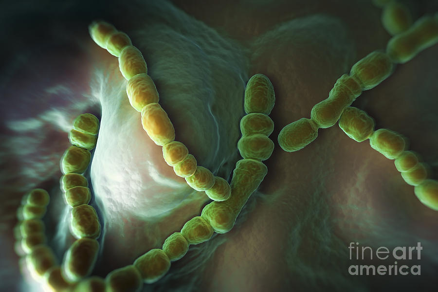 Streptococcus Pneumoniae Photograph by Science Picture Co