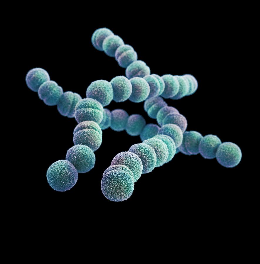 Streptococcus Pyogenes Bacteria Photograph by Cdc/ Melissa Brower