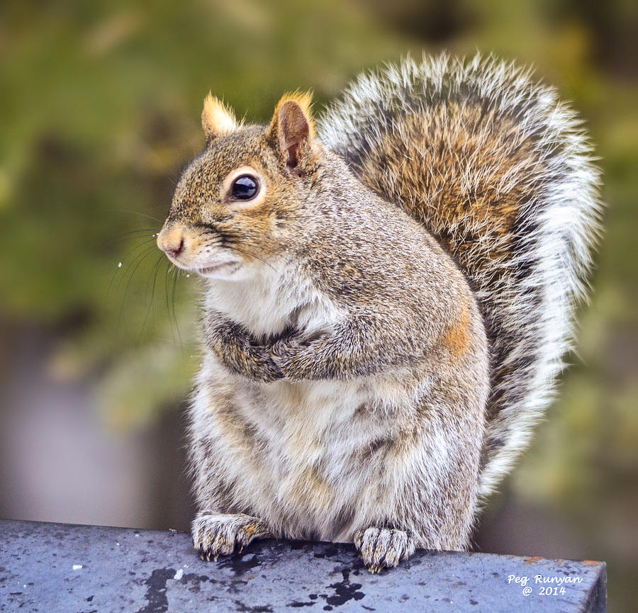 Stressed Squirrel Photograph by Peg Runyan