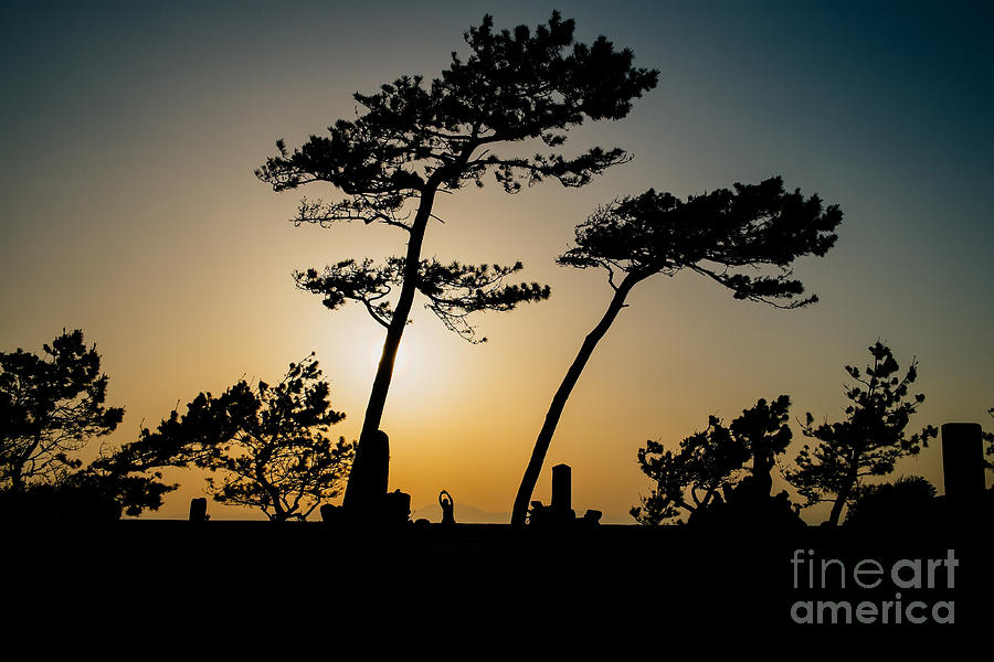 Tree Photograph - Stretch 2 by Dean Harte