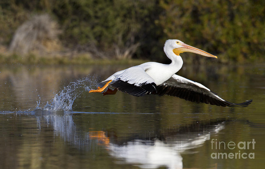 Pelican Photograph - Stretch those wings Pelican by Ruth Jolly