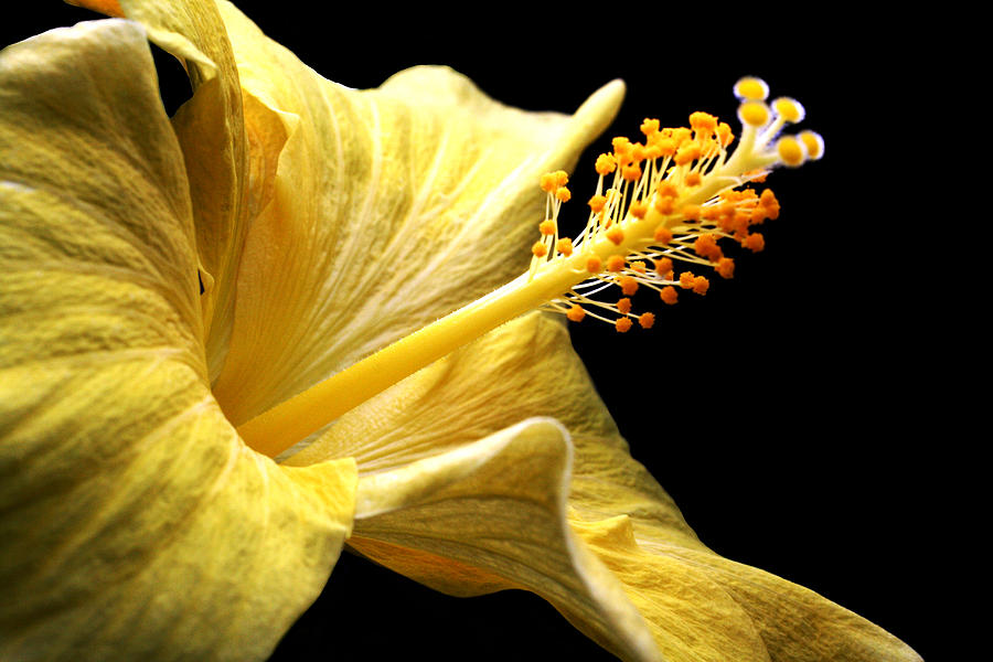 Flowers Still Life Photograph - Stretcher by Doug Norkum
