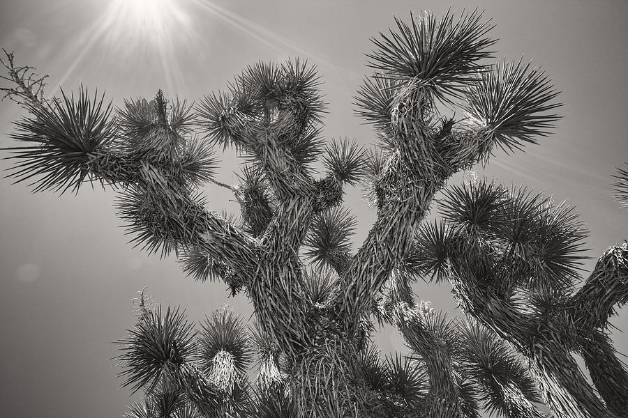 Desert Photograph - Stretching to the Sun by Geoff Scott