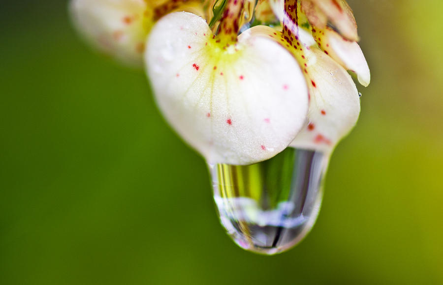 Begonia Photograph - Stretchy Raindrop by Priya Ghose