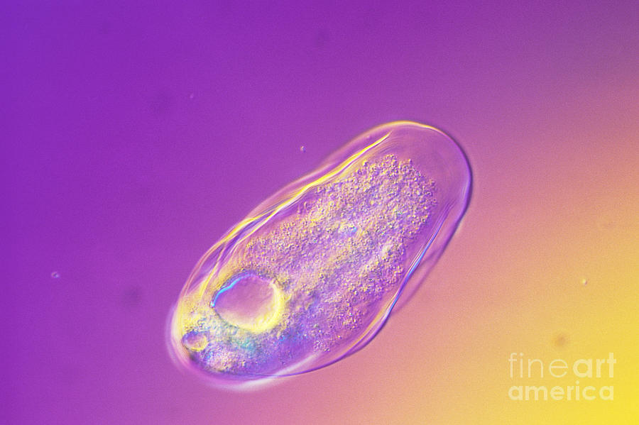 Light Microscopy Photograph - Striamoeba Striata by Michael Abbey