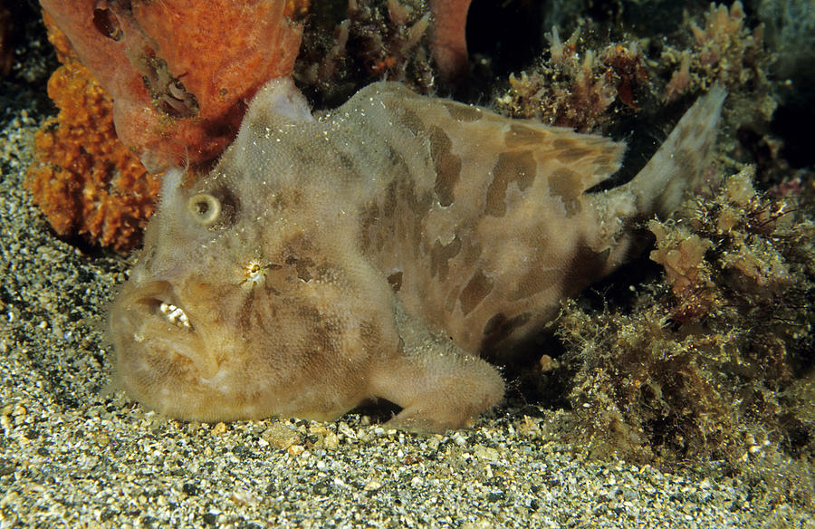 Striated Frogfish Photograph by Andrew J. Martinez