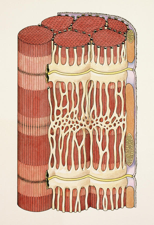 Striated Muscle Fiber Photograph by De Agostini Picture Library, Universal Images Group/science Photo Library