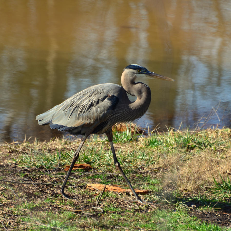 Crane Photograph - Striding Heron - 12279009c by Paul Lyndon Phillips