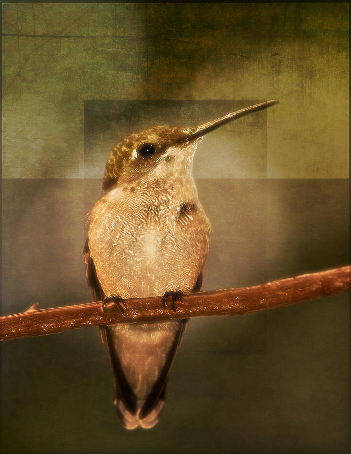 Strike a Hummingbird Pose Photograph by Melinda Dreyer