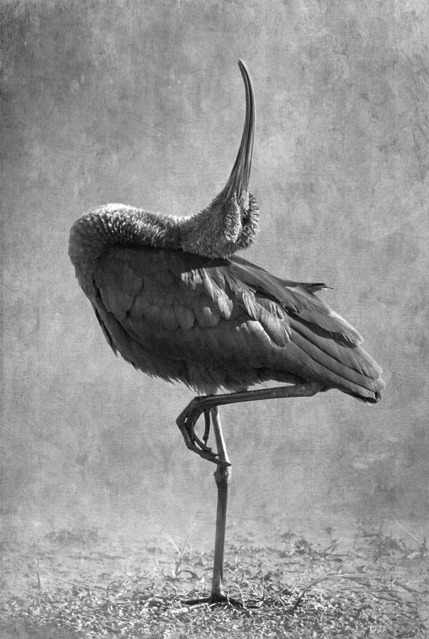 Ibis Photograph - Strike a Pose by Angie Vogel