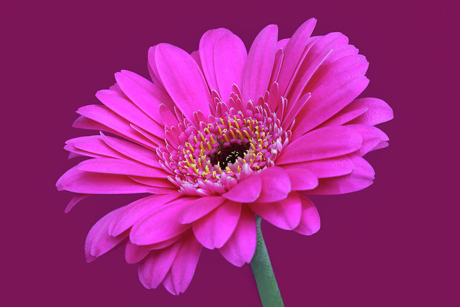 Striking Bright Pink Gerbera Flower Photograph by Rosemary Calvert