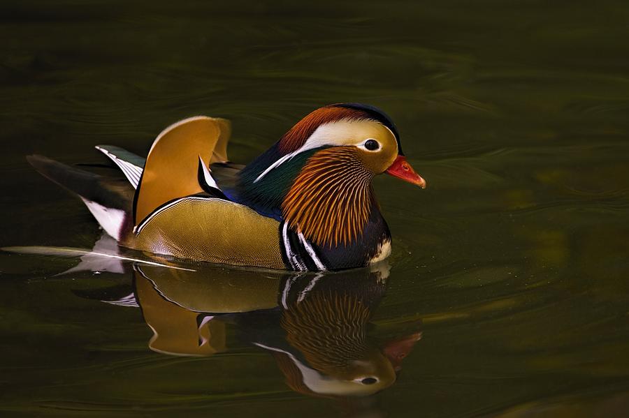 Duck Photograph - Striking by Jack Milchanowski