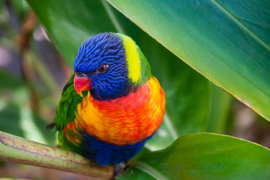 Bird Photograph - Striking Rainbow Lorakeet by Penny Lisowski