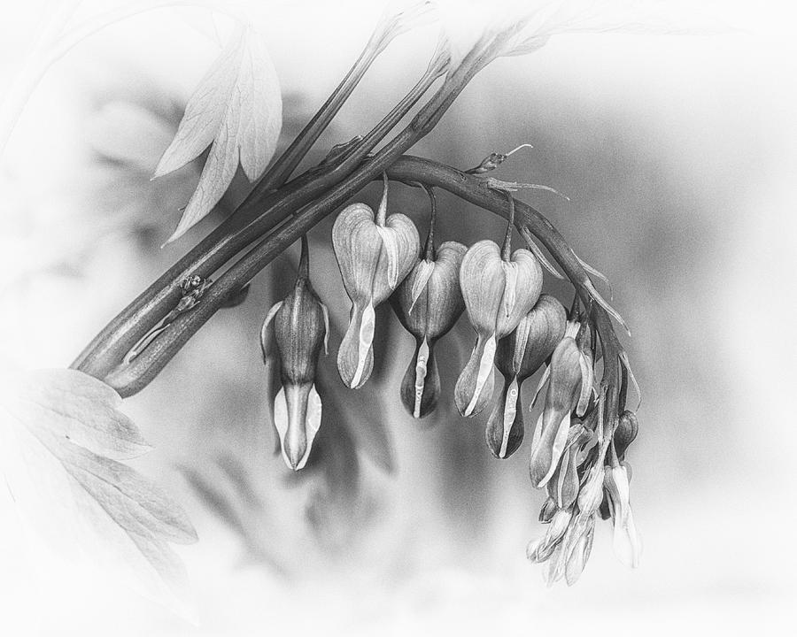 Flower Photograph - String of Hearts by Sue Capuano