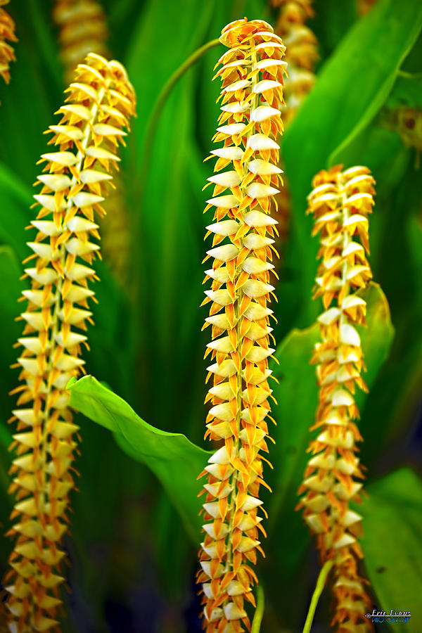 Strings of Dendrochilum Orchids Photograph by Aloha Art