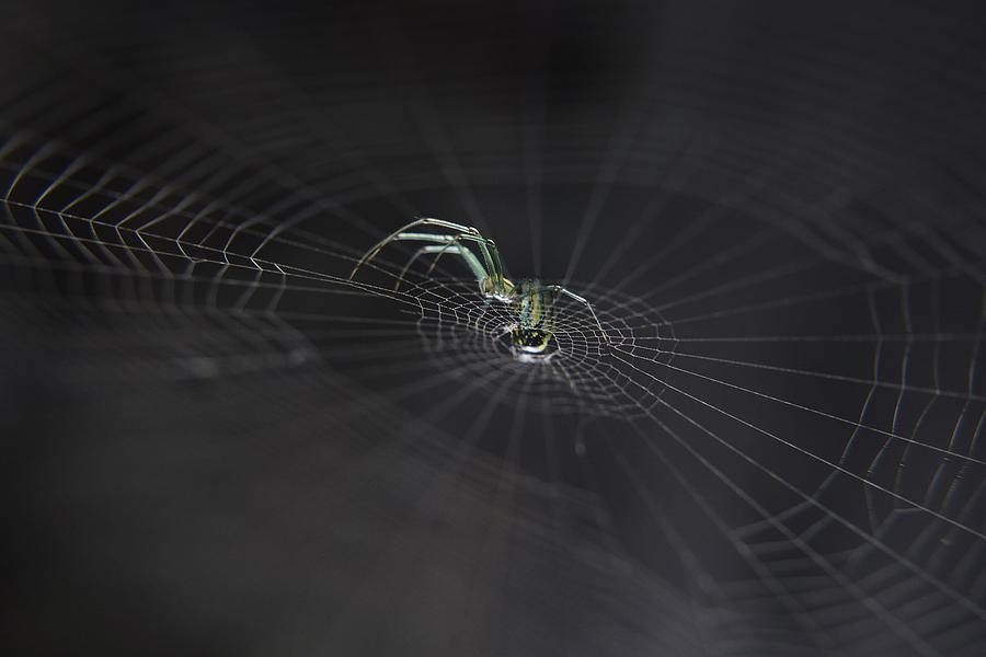Spider Photograph - Strings Of Existence II by Toni Minchev