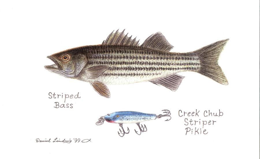 Fish Drawing - Striped Bass and Striper Pikie Lure by Daniel Lindvig