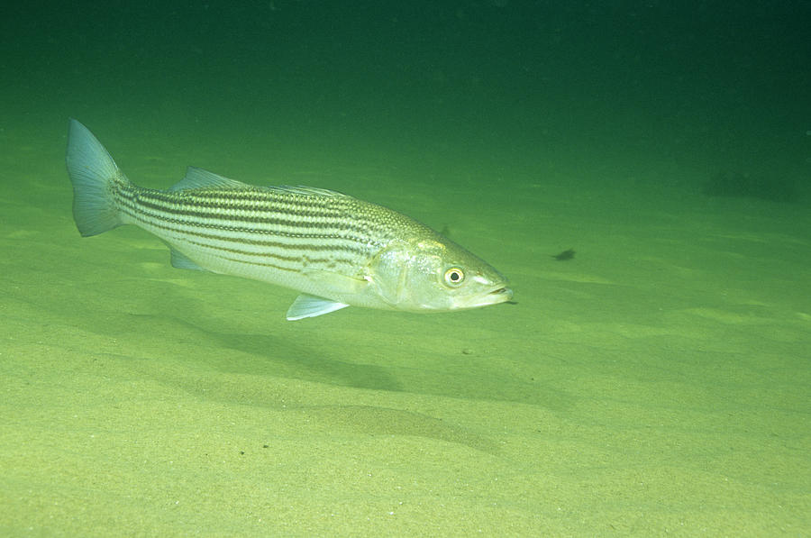 Striped Bass Photograph by Andrew J. Martinez