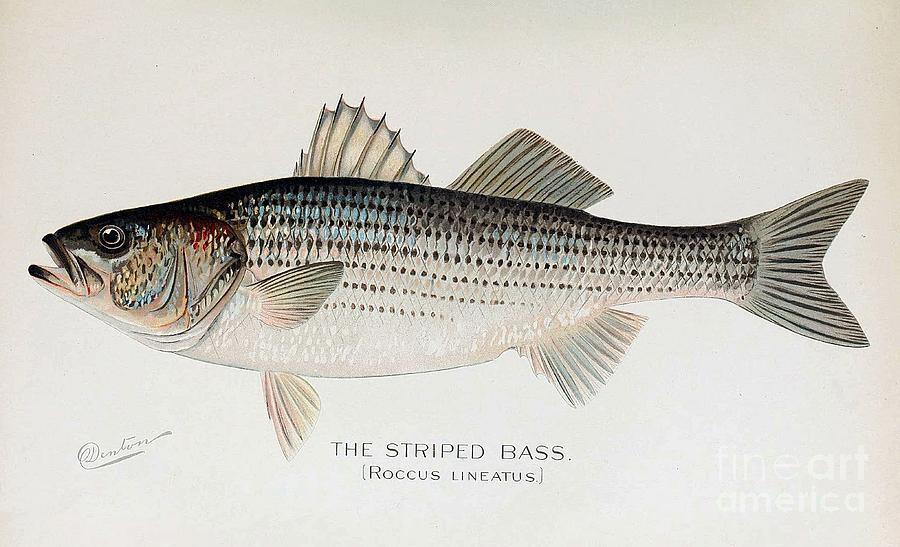 Bird Painting - Striped Bass  by Denton