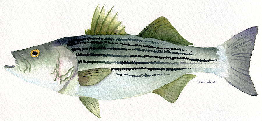 Striped Bass Painting by Heidi Gallo