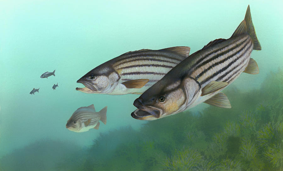 Fish Drawing - Striped Bass by Mountain Dreams