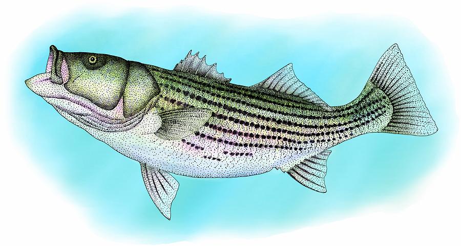Striped Bass Photograph by Roger Hall