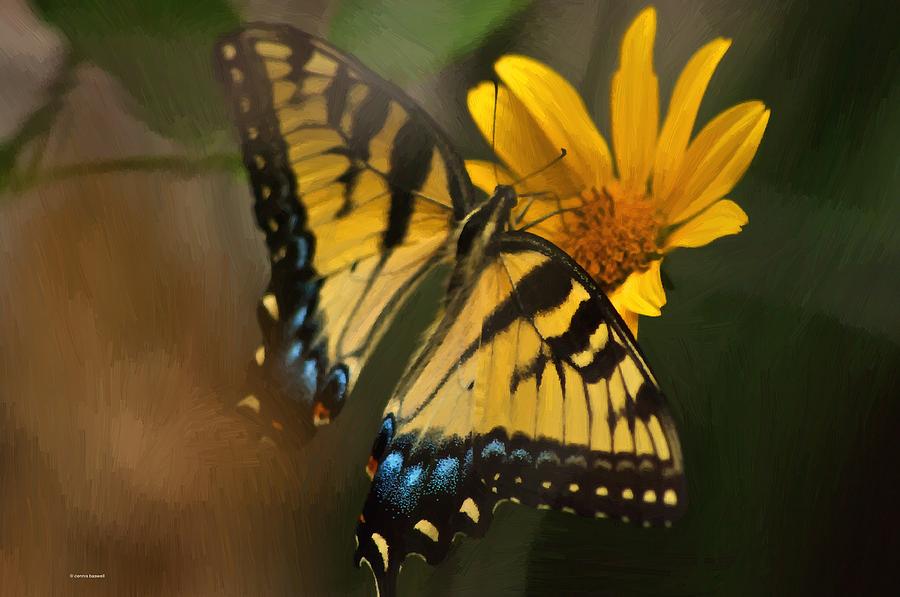 Striped beauty Photograph by Dennis Baswell