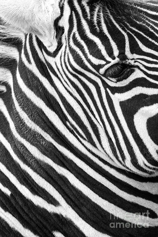Striped Beauty Photograph by Sonya Lang