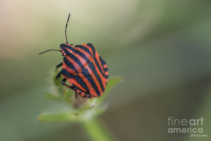 Striped bug Photograph by Jivko Nakev