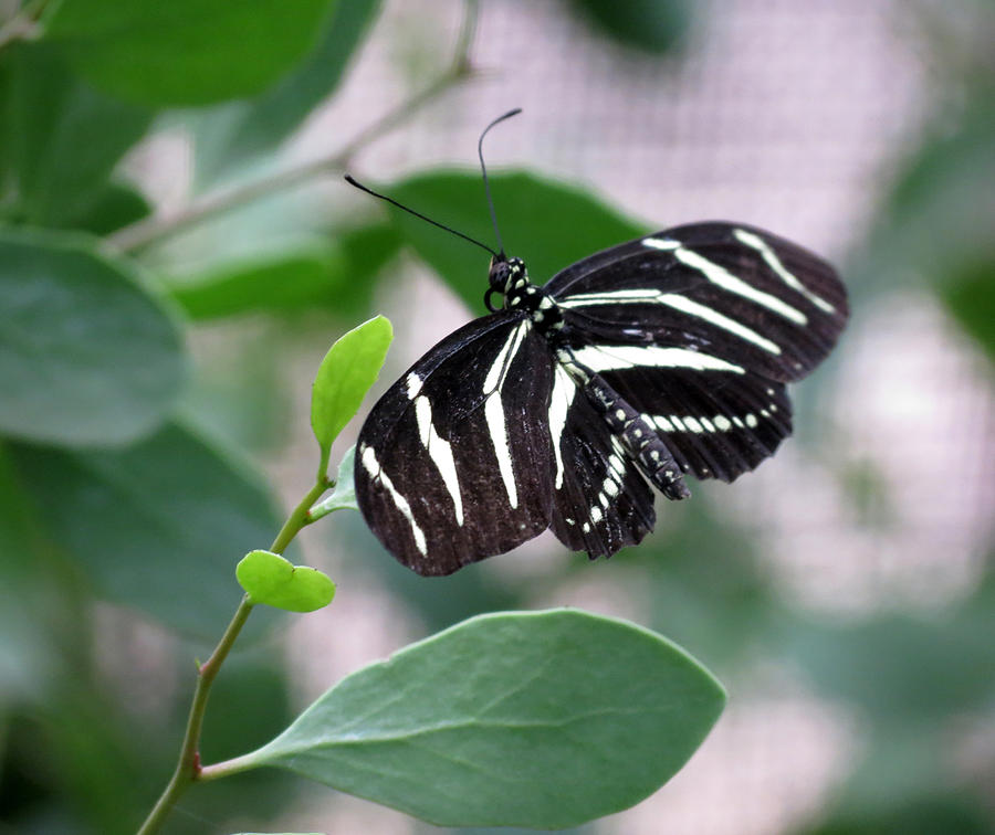 Striped Butterfly Photograph by Laurel Powell