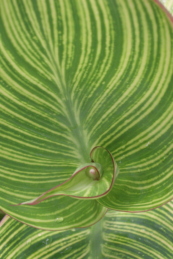 Abstract Photograph - Striped Canna Leaf Abstract by Anna Miller