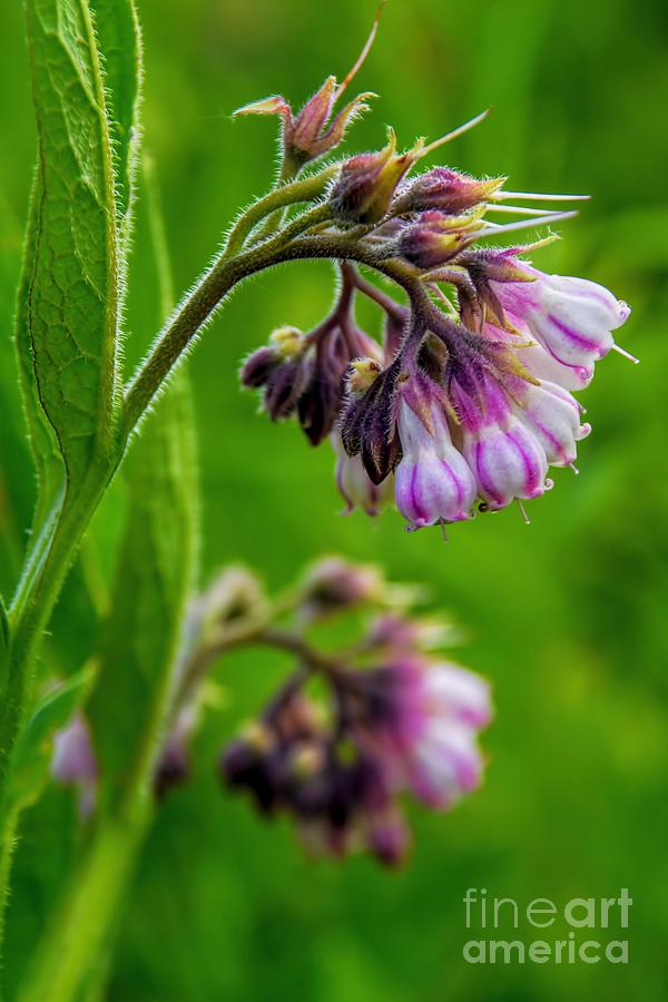 Striped Comfrey - Wildflower Photograph by Henry Kowalski