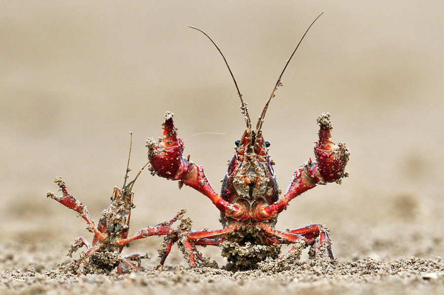 Striped Crayfish  Photograph by Jasper Doest