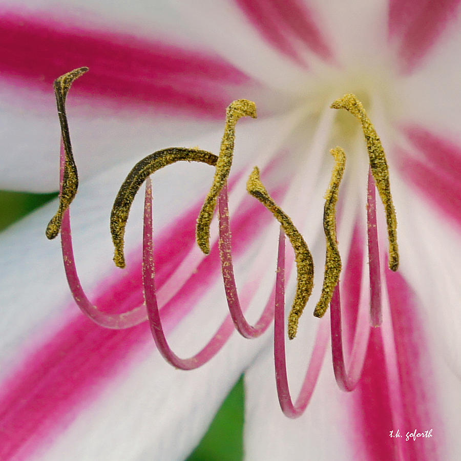 Striped Crinium Squared Photograph by TK Goforth