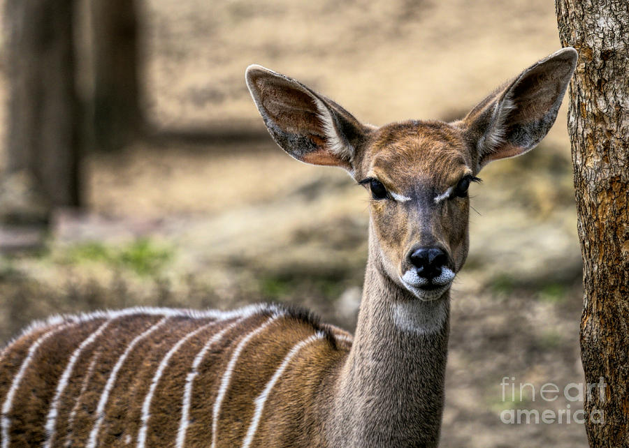 Striped Deer Photograph by D Wallace