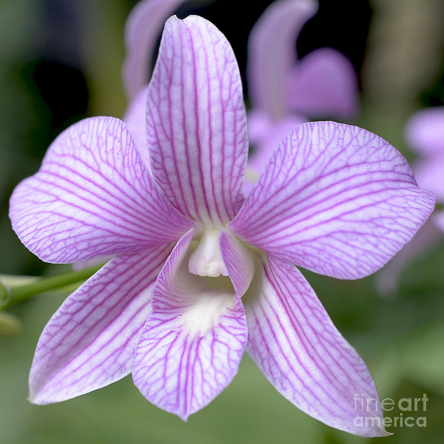 Orchid Photograph - Striped Dendrobium by Terri Winkler