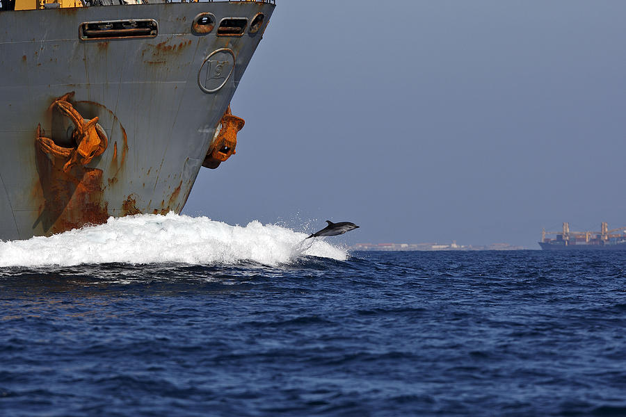 Striped Dolphin Bow Riding Photograph by M. Watson