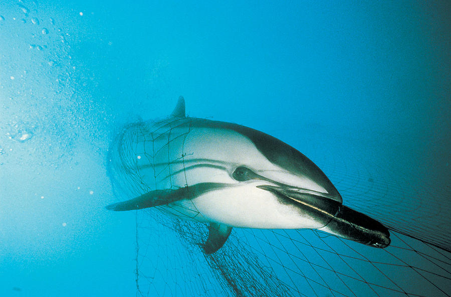 Striped Dolphin caught in driftnet,NEAtlantic Photograph by Stockbyte
