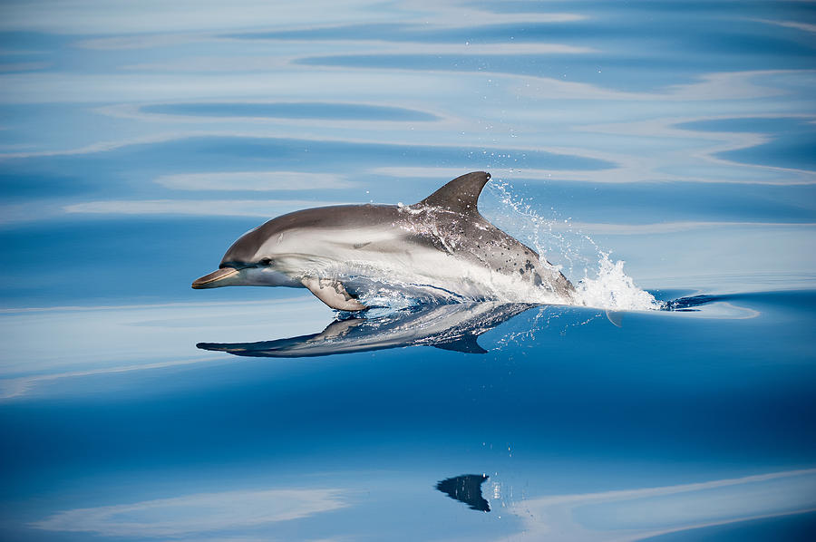 Nature Photograph - Striped Dolphin by Mirko Ugo